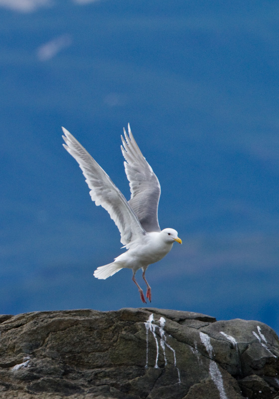 Glaucous-Winged Gull Landing On Rock